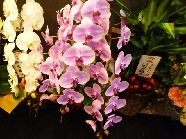 大阪の胡蝶蘭